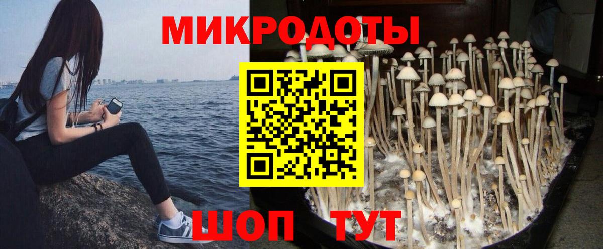 Псилоцибиновые грибы Psilocybe Россошь